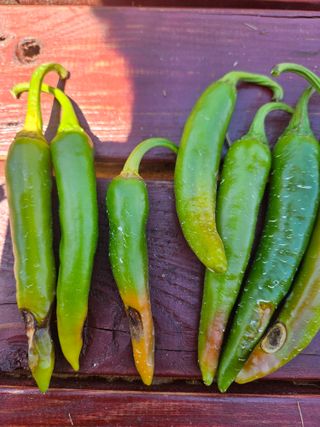 민민농원님의 자유주제 · 자유게시판 작성글 사진