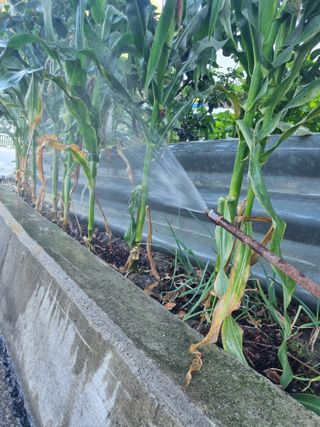 김용대님의 자유주제 · 자유게시판 작성글 사진