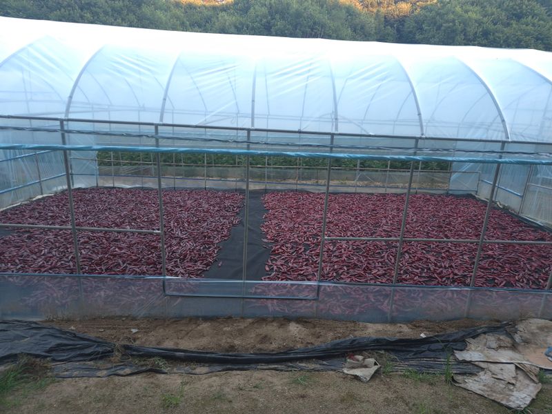 박무순님의 장터 판매 상품 [25년 햇고추 팔아봅니다] 첨부 사진