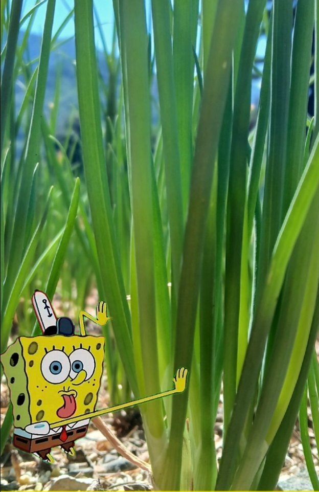인생은 소풍처럼님의 장터 판매 상품 [쪽파씨앗 마감] 첨부 사진