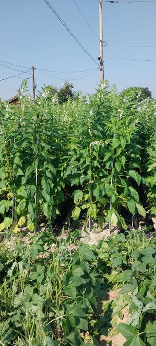 주말 텃밭 농부님의 자유주제 · 자유게시판 작성글 사진