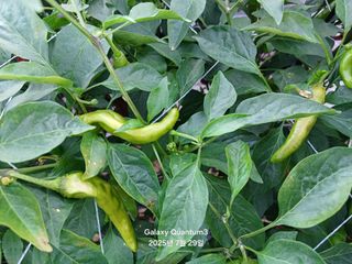 전진규.해돋이님의 농사, 무엇이든 물어보세요! · 참여글 작성글 사진