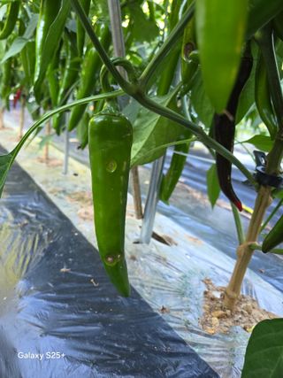 박기식 님의 자유주제 · 자유게시판 작성글 사진