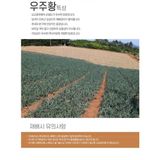 대산농사대장님의 양파·자유게시판 작성글 사진