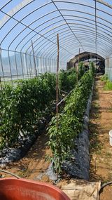 팜모닝 농사, 무엇이든 물어보세요!·참여글 게시글 이미지