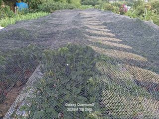 전진규.해돋이님의 농사, 무엇이든 물어보세요! · 참여글 작성글 사진