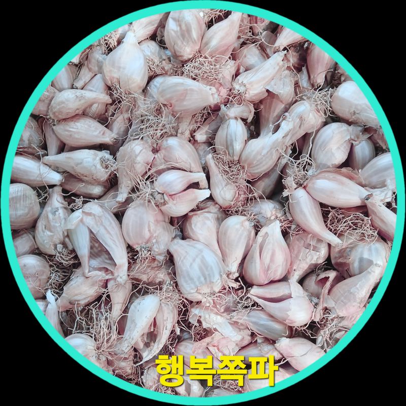 장터 상품 [쪽파씨앗 마감] 썸네일