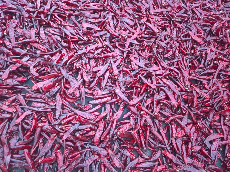 장터 상품 [25년 햇고추 팔아봅니다] 썸네일