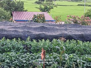 전진규.해돋이님의 농사, 무엇이든 물어보세요! · 참여글 작성글 사진