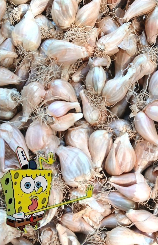 인생은 소풍처럼님의 장터 판매 상품 [쪽파씨앗 마감] 첨부 사진