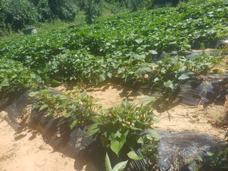 신 난다님의 농사, 무엇이든 물어보세요! · 참여글 작성글 사진