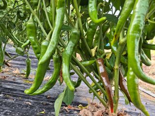 박귀님의 자유주제 · 자유게시판 작성글 사진