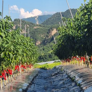 이종권님의 자유주제 · 자유게시판 작성글 사진
