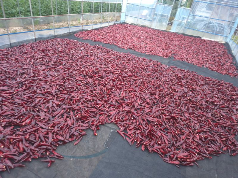 박무순님의 장터 판매 상품 [25년 햇고추 팔아봅니다] 첨부 사진