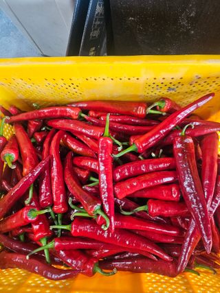 대산농사대장님의 고추 · 수확 작성글 사진