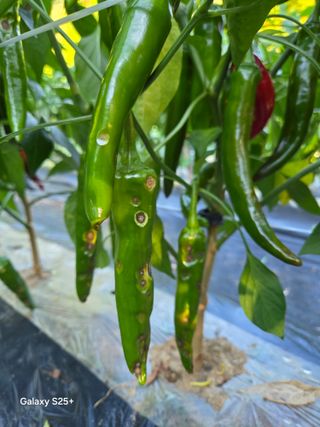 박기식 님의 자유주제 · 자유게시판 작성글 사진