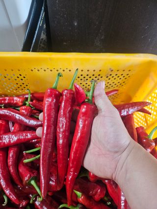 대산농사대장님의 고추 · 수확 작성글 사진