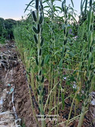 전진규.해돋이님의 농사, 무엇이든 물어보세요! · 참여글 작성글 사진