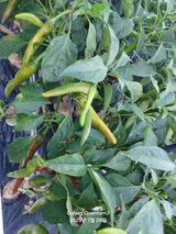 팜모닝 농사, 무엇이든 물어보세요!·참여글 게시글 이미지