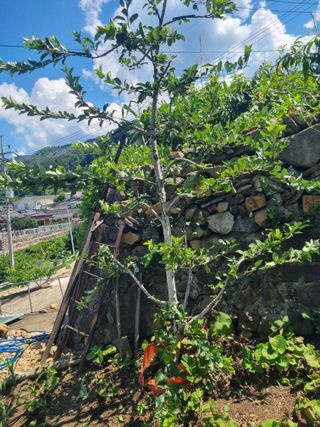 김용대님의 자유주제 · 자유게시판 작성글 사진