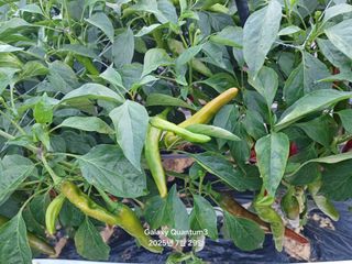 전진규.해돋이님의 농사, 무엇이든 물어보세요! · 참여글 작성글 사진