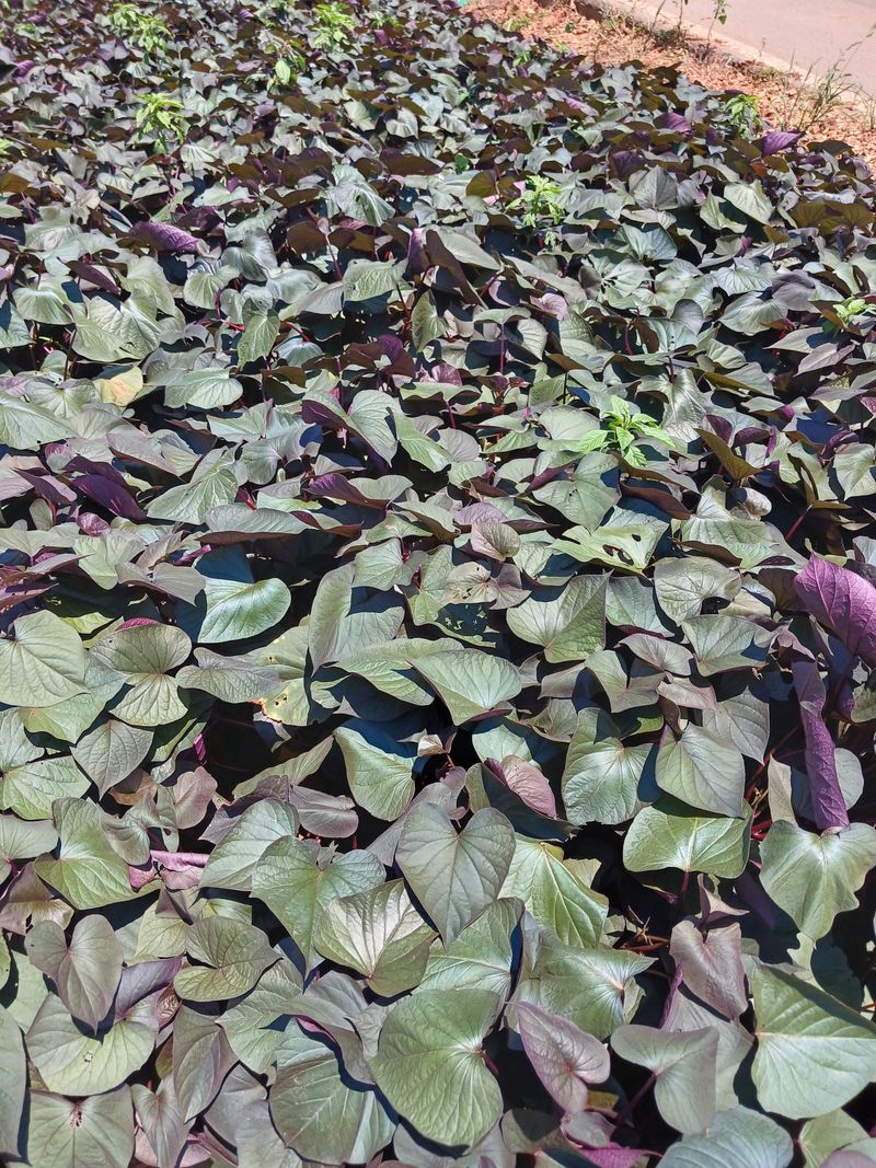 장터 상품 [통채루고구마순1키로] 썸네일