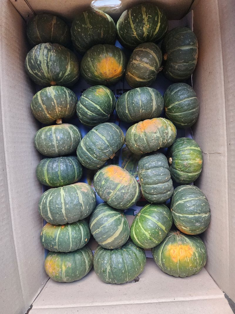 돌하루방농원(이미정님의 장터 판매 상품 [제주 보우짱 미니 밤호박] 첨부 사진