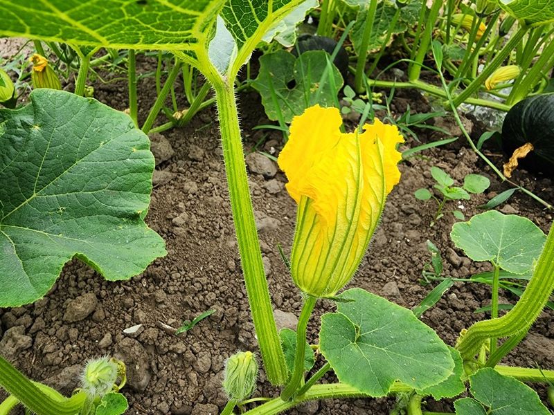돌하루방농원(이미정님의 장터 판매 상품 [제주 보우짱 미니 밤호박] 첨부 사진