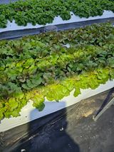 팜모닝 상추·자유게시판 게시글 이미지