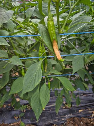 왕자농원님의 자유주제 · 자유게시판 작성글 사진