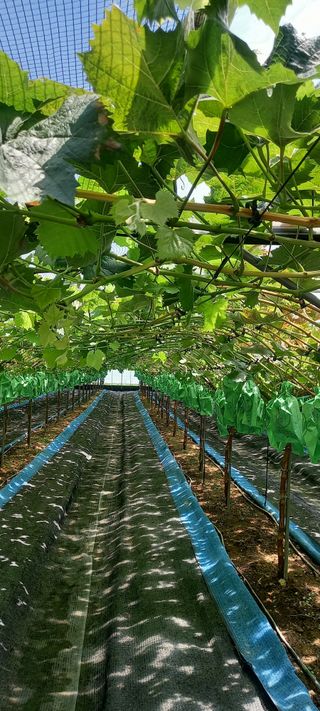 초보농사꾼보미촌님의 자유주제 · 자유게시판 작성글 사진