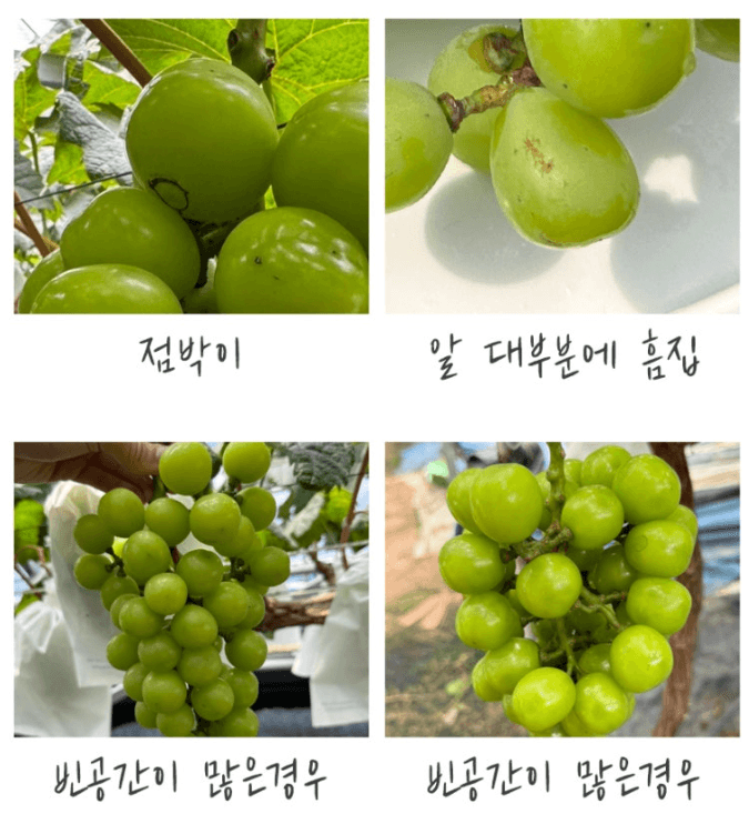 스피드번님의 장터 판매 상품 [샤인머스켓 ] 첨부 사진