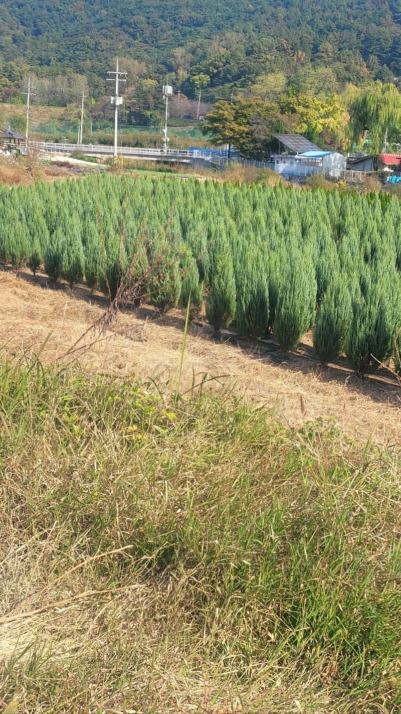 장터 상품 [조경수개당(문그루우ㆍ에메랄드 그린)] 썸네일