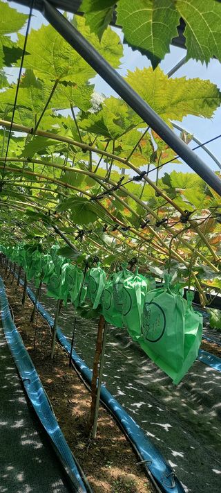 초보농사꾼보미촌님의 자유주제 · 자유게시판 작성글 사진