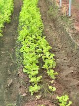 팜모닝 자유주제·자유게시판 게시글 이미지