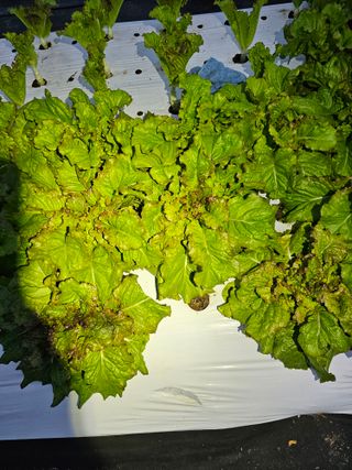 bong님의 상추 · 자유게시판 작성글 사진