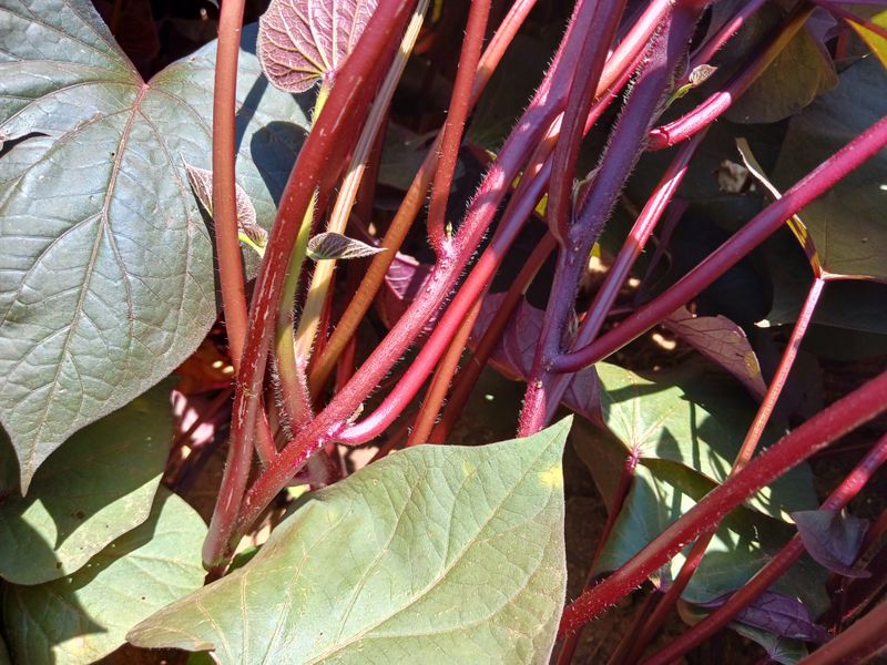 이혜란님의 장터 판매 상품 [통채루고구마순1키로] 첨부 사진