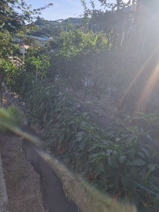 김용대님의 자유주제 · 자유게시판 작성글 사진