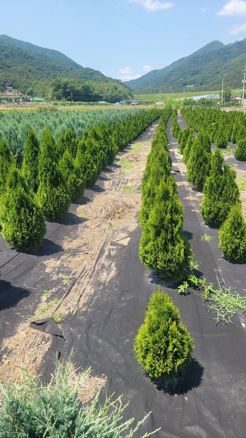 김정미님의 장터 판매 상품 [조경수개당(문그루우ㆍ에메랄드 그린)] 첨부 사진
