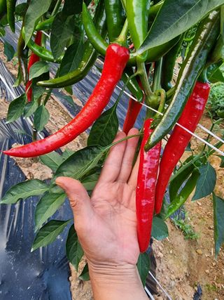 고추에달인이되자님의 자유주제 · 자유게시판 작성글 사진