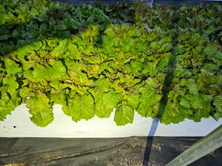 bong님의 상추 · 자유게시판 작성글 사진