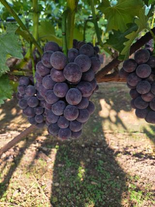 영천님의 자유주제 · 자유게시판 작성글 사진