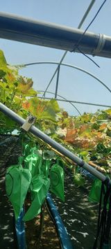 팜모닝 자유주제·자유게시판 게시글 이미지