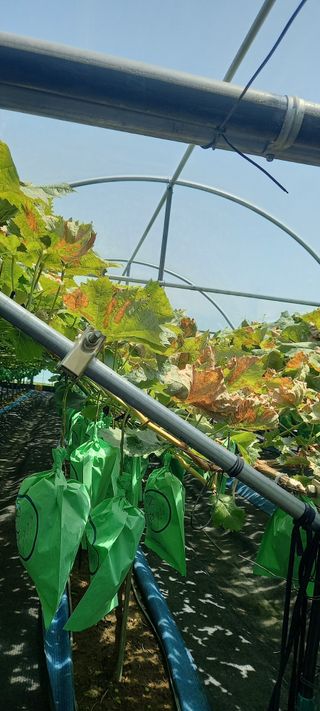 초보농사꾼보미촌님의 자유주제 · 자유게시판 작성글 사진