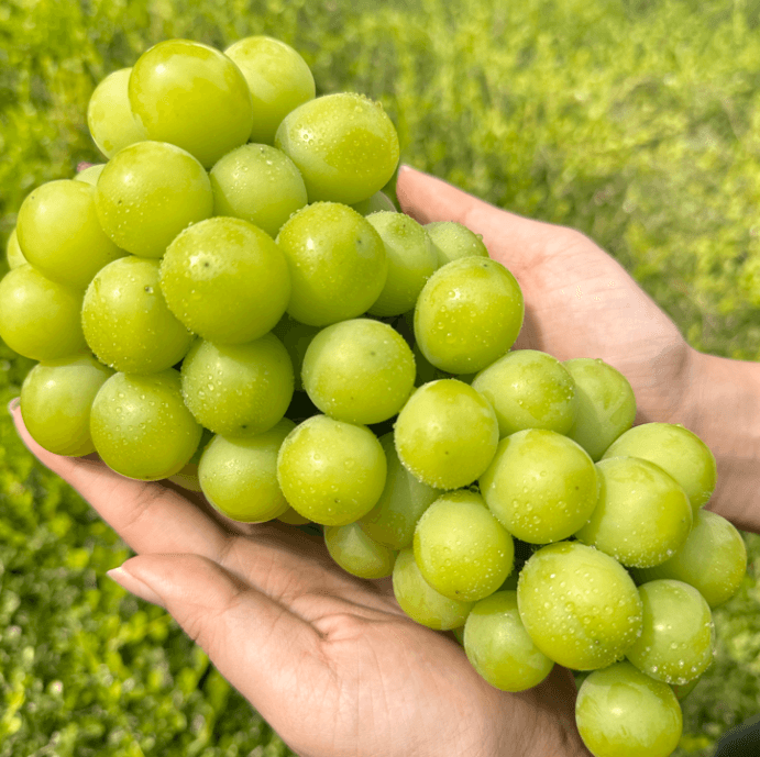 장터 상품 [샤인머스켓 ] 썸네일