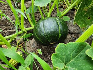 돌하루방농원(이미정님의 작성글 사진