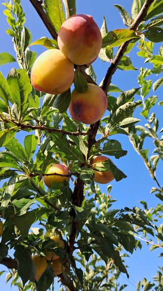 bpjh9173님의 자유주제 · 자유게시판 작성글 사진