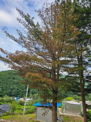 홍천산채농원님의 자유주제 · 자유게시판 작성글 사진