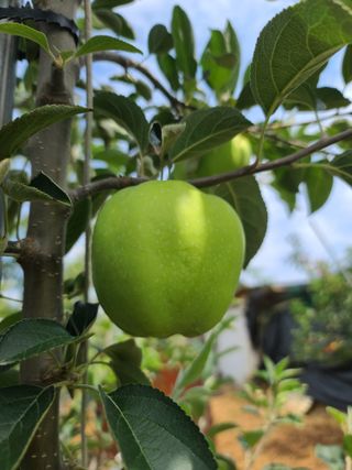 은혜농원(사과농사)님의 자유주제 · 자유게시판 작성글 사진