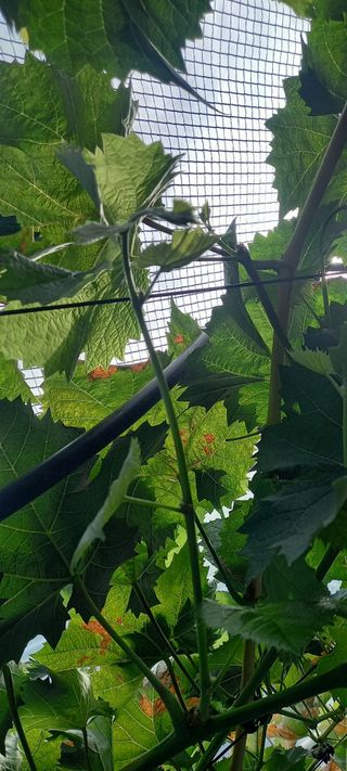 초보농사꾼보미촌님의 자유주제 · 자유게시판 작성글 사진